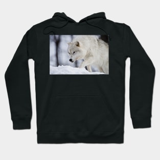 Arctic Wolf Hoodie